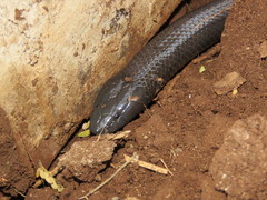 Amblyodipsas polylepis