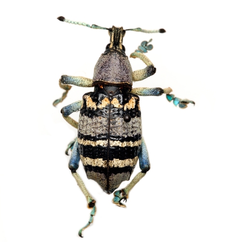 Eupholus nickerli