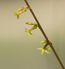 Stackhousia viminea