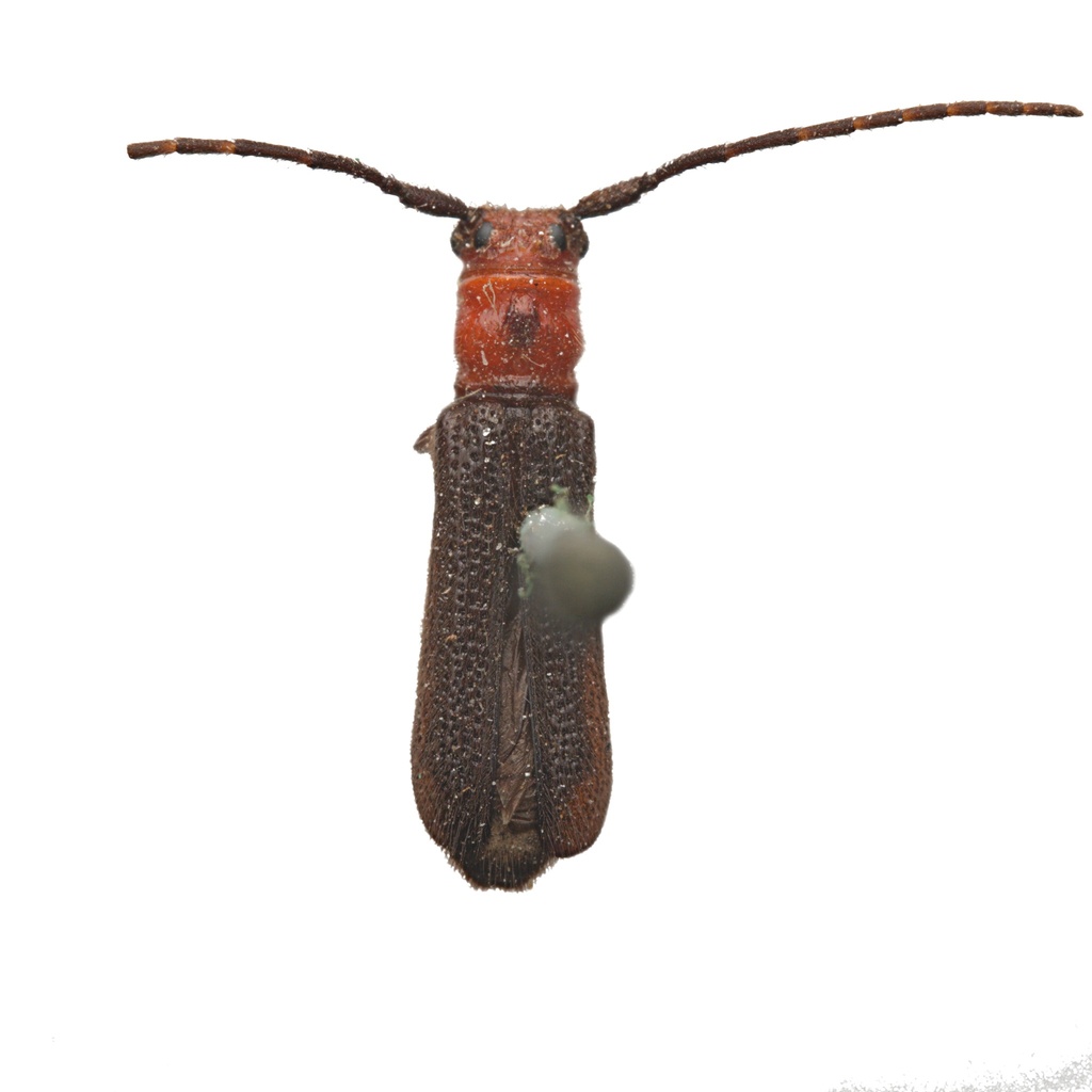Phaea monostigma