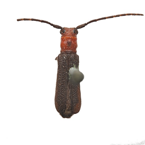 Phaea monostigma