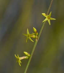 Stackhousia viminea