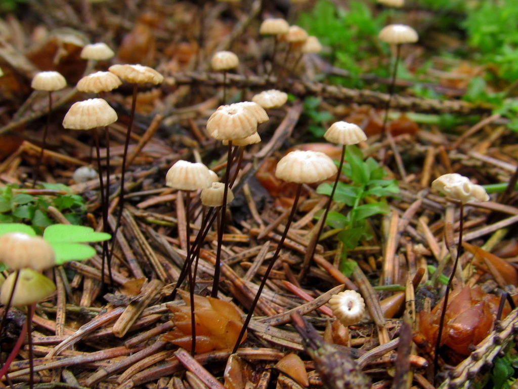Marasmius wettsteinii
