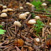 Marasmius wettsteinii - Photo (c) Станислав, some rights reserved (CC BY-NC), uploaded by Станислав