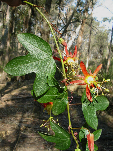 Passiflora cinnabarina (Passiflora cinnabarina)