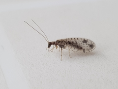 Micromus variegatus