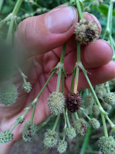 Eryngium mesopotamicum