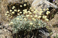Eriogonum prattenianum var. prattenianum