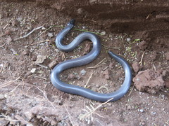 Amblyodipsas polylepis