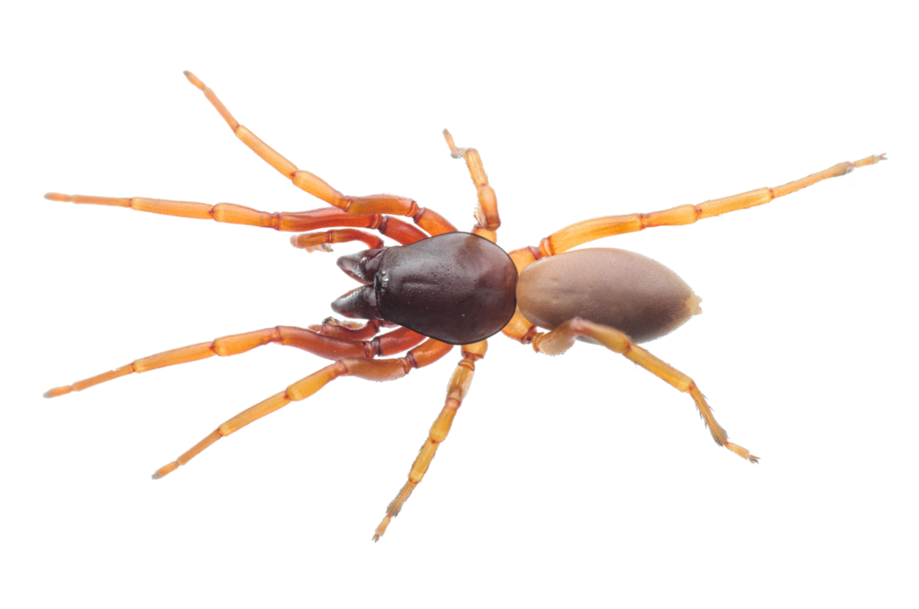 Woodlouse Spider [Dysdera erythrina]