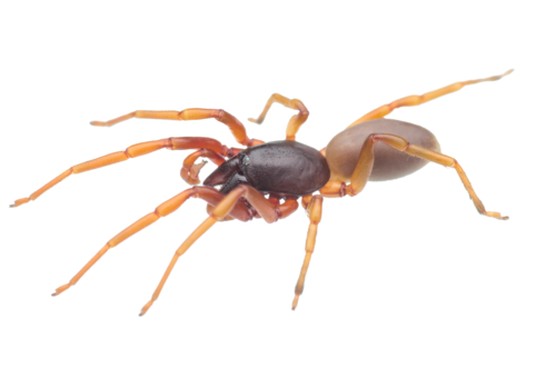 Lesser Woodlouse Spider