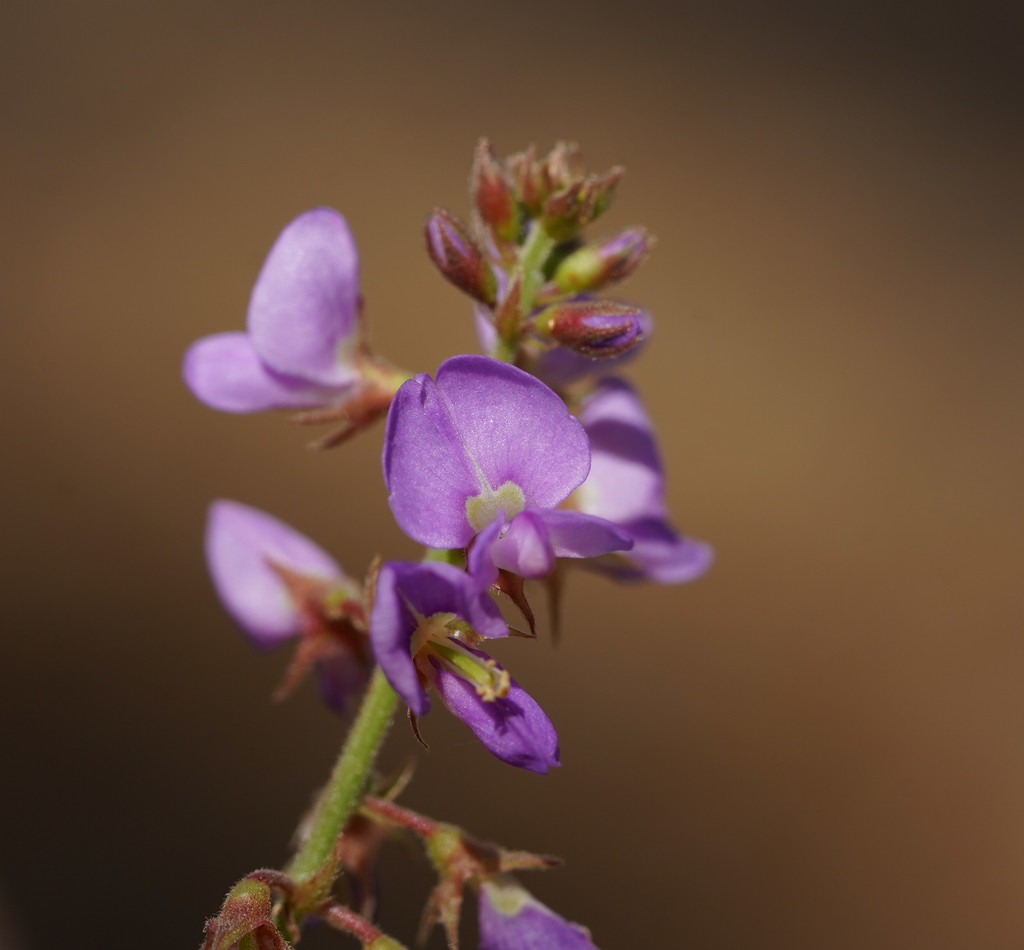 Rusty tick-trefoil
