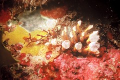 Pycnoclavella diminuta