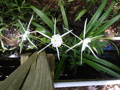 Hymenocallis liriosme