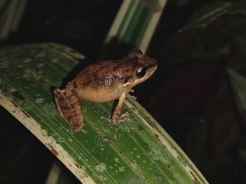 Pristimantis relictus