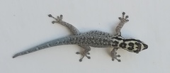 Lygodactylus mombasicus