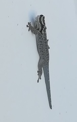 Lygodactylus mombasicus