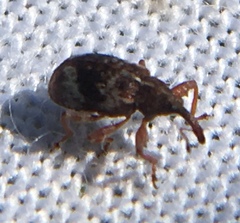 Anthonomus pedicularius