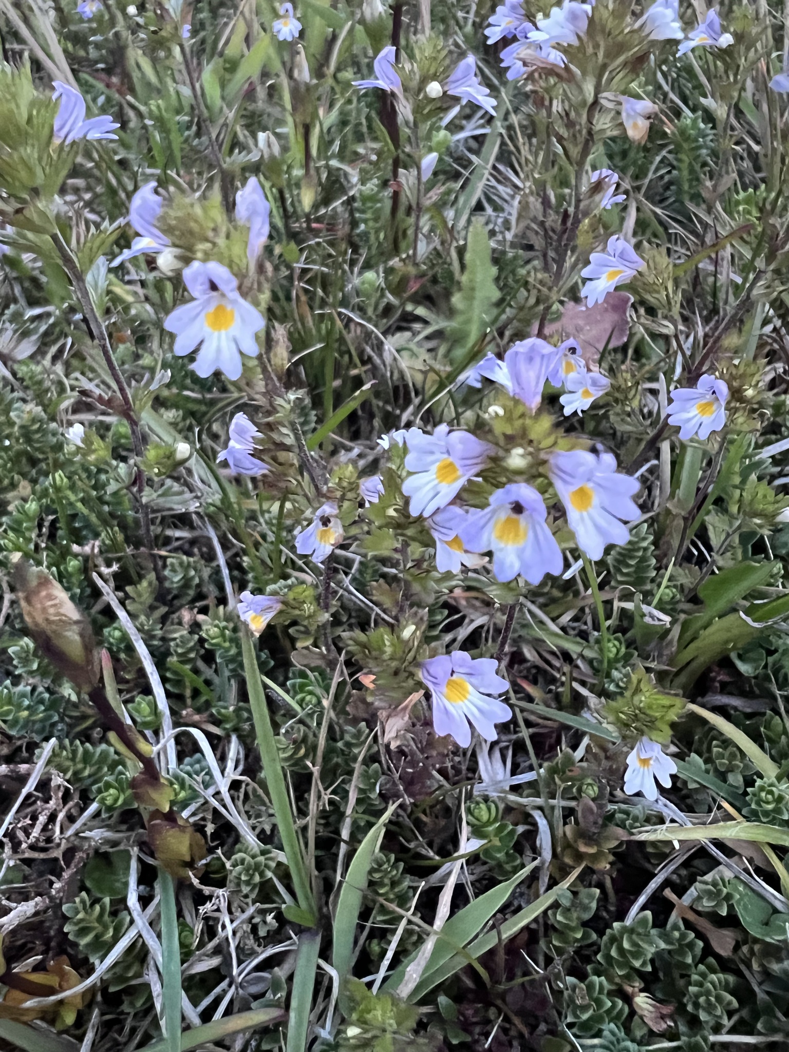 Eyebright