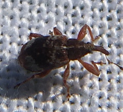 Anthonomus pedicularius