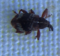 Anthonomus pedicularius