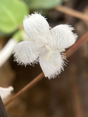 Partridgeberry