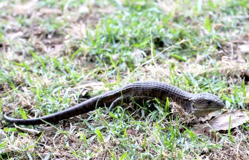 Herrera's Alligator Lizard