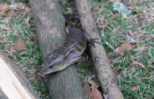Herrera's Alligator Lizard