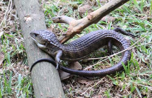 Herrera's Alligator Lizard