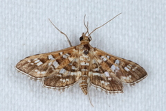 Sameodes iolealis
