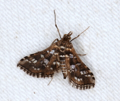 Sameodes iolealis