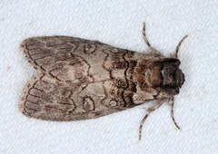 Discophlebia celaena