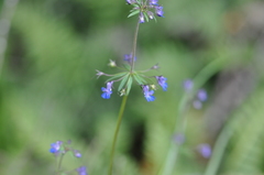 Collinsia grandiflora