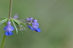 Collinsia grandiflora