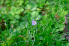 Cardamine pratensis