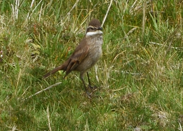 Chestnut-winged Cinclodes (Cinclodes albidiventris), photo 9