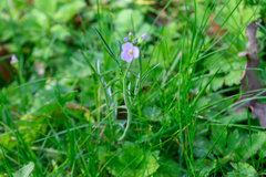 Cardamine pratensis