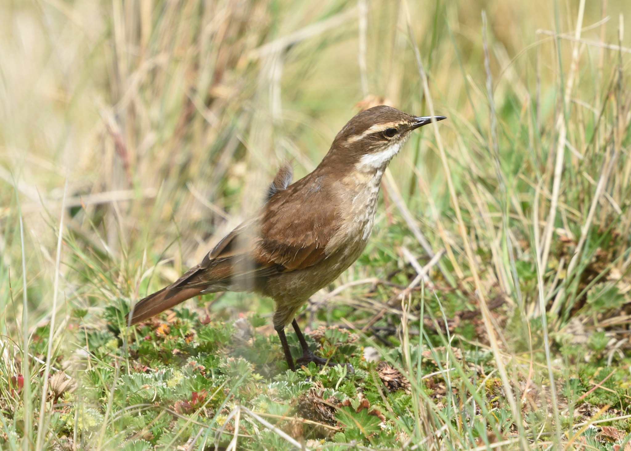 Chestnut-winged Cinclodes (Cinclodes albidiventris), photo 10
