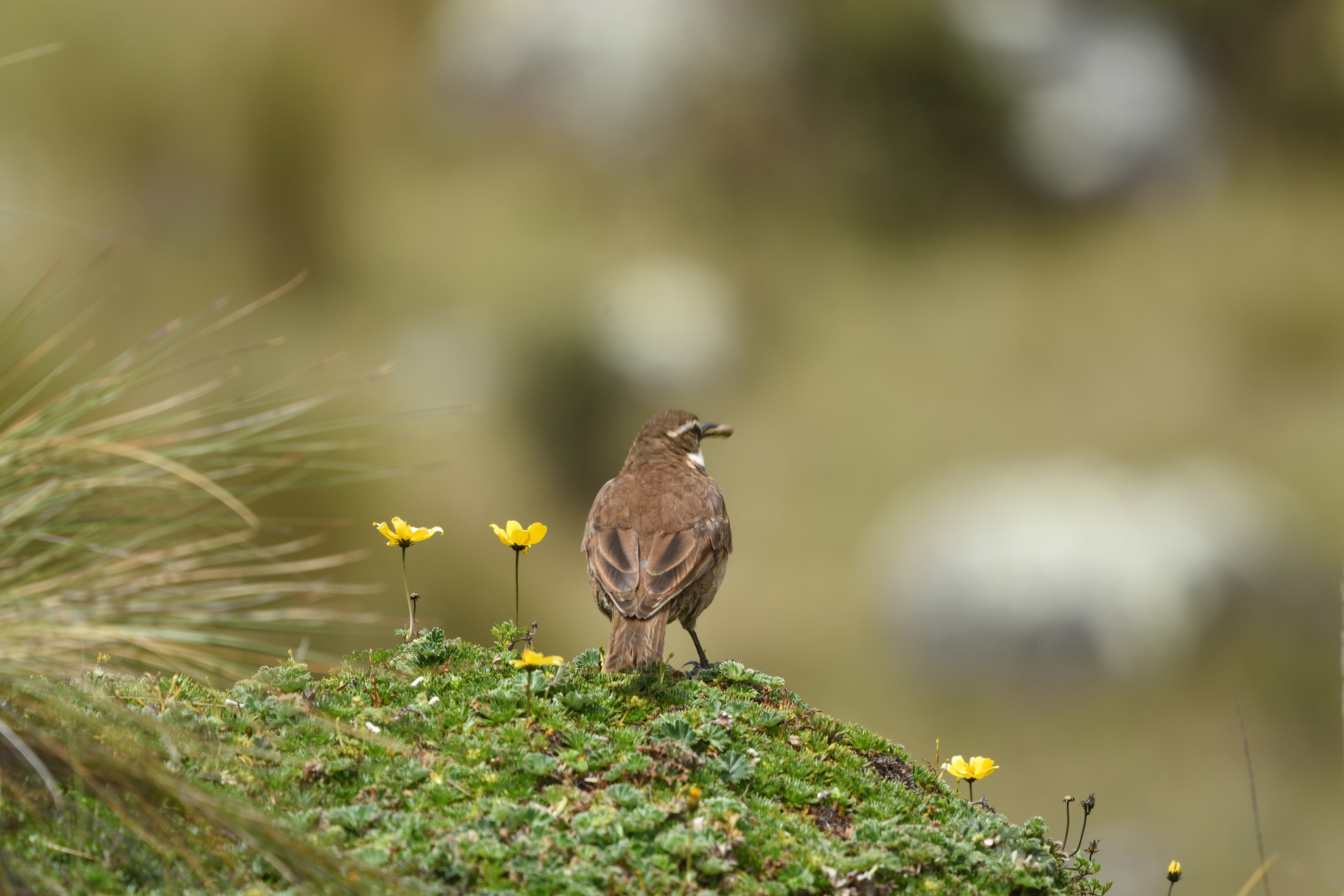 Stout-billed Cinclodes (Cinclodes excelsior), photo 6