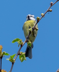 Cyanistes caeruleus