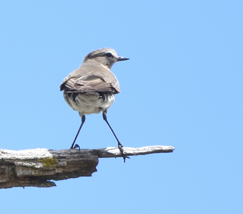 Paramo Ground Tyrant (Muscisaxicola alpinus), photo 2