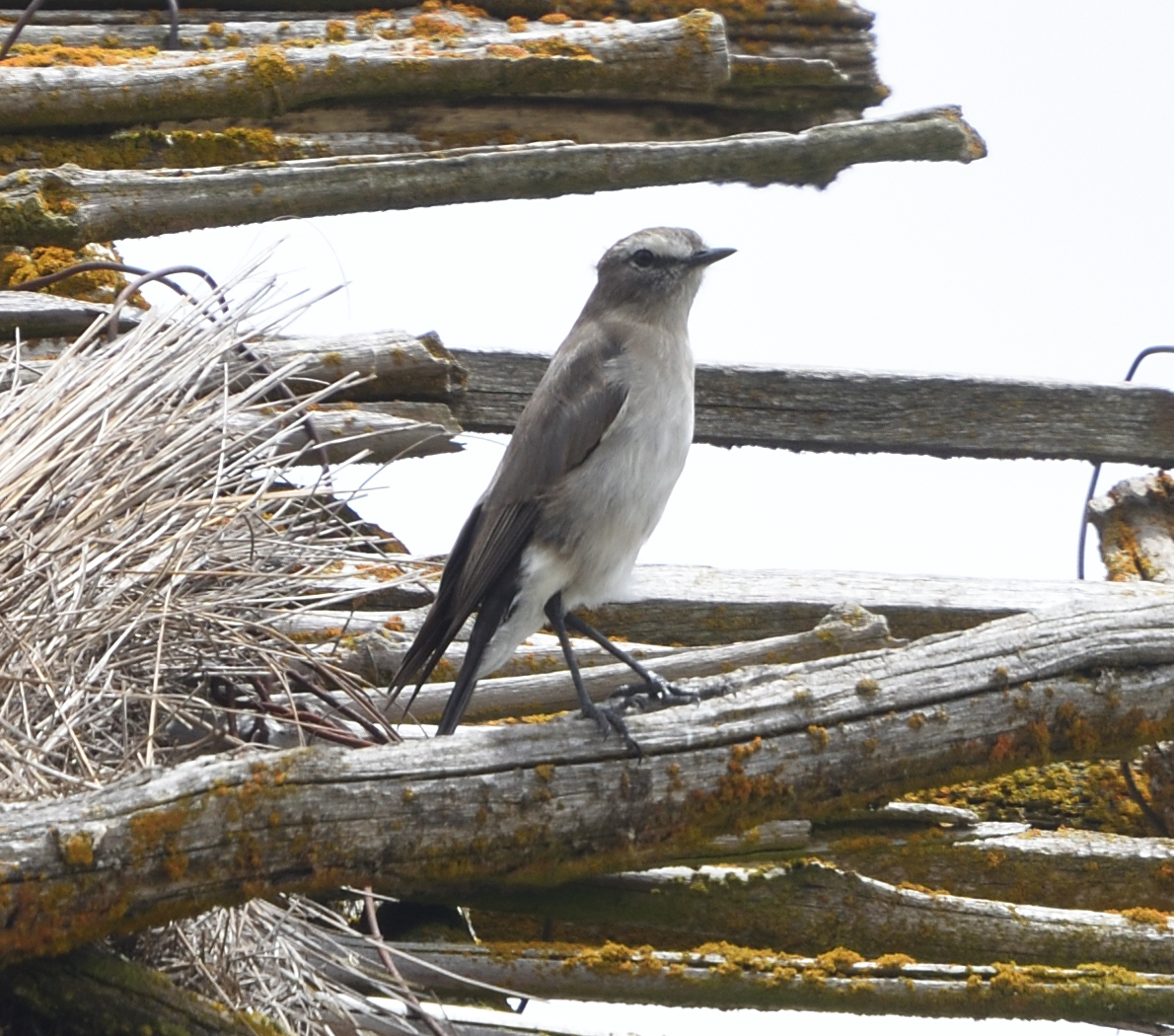 Paramo Ground Tyrant (Muscisaxicola alpinus), photo 1