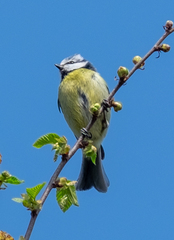 Cyanistes caeruleus