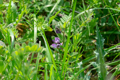 Vicia sepium
