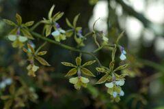 Epidendrum stamfordianum image