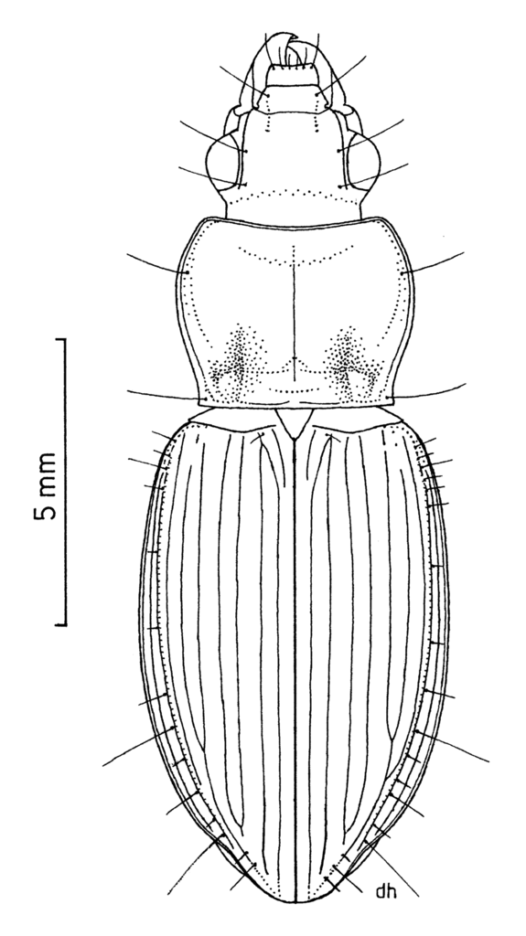 Psegmatopterus