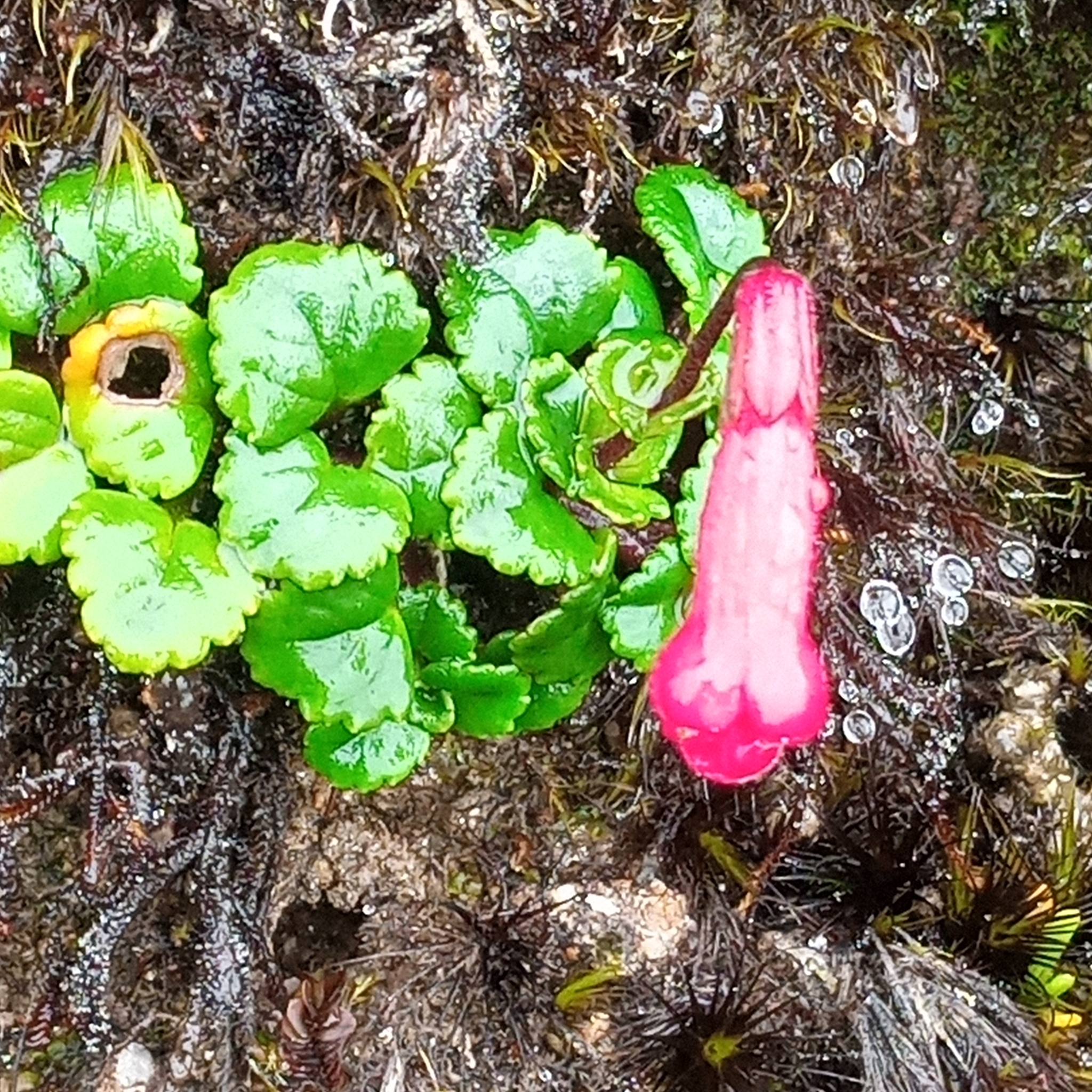 Ourisia chamaedrifolia image