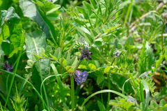 Vicia sepium