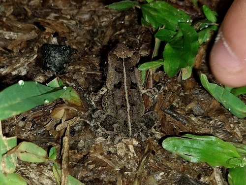 Rhinella casconi