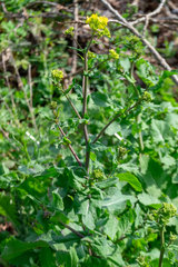 Brassica rapa